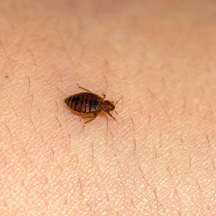 Bed Bugs