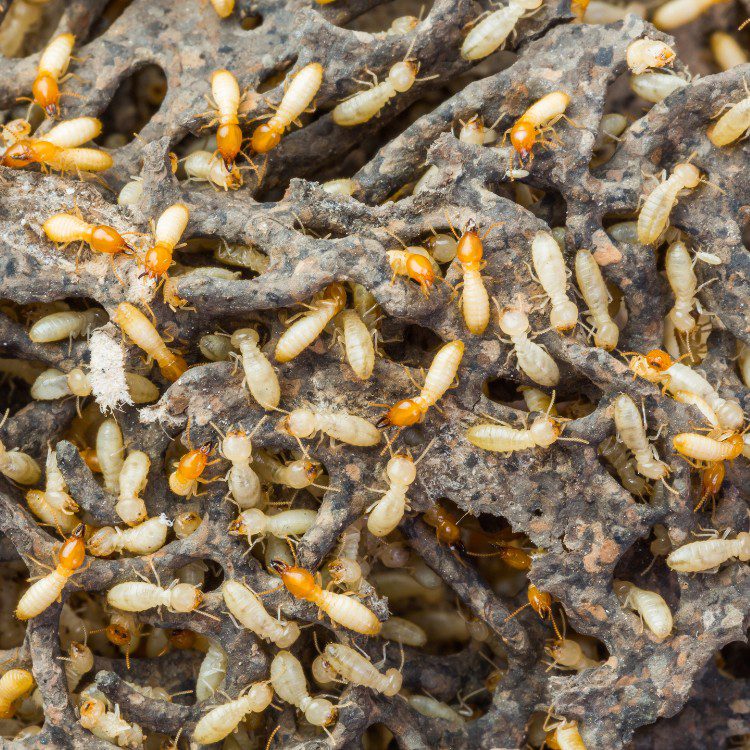 Termites
