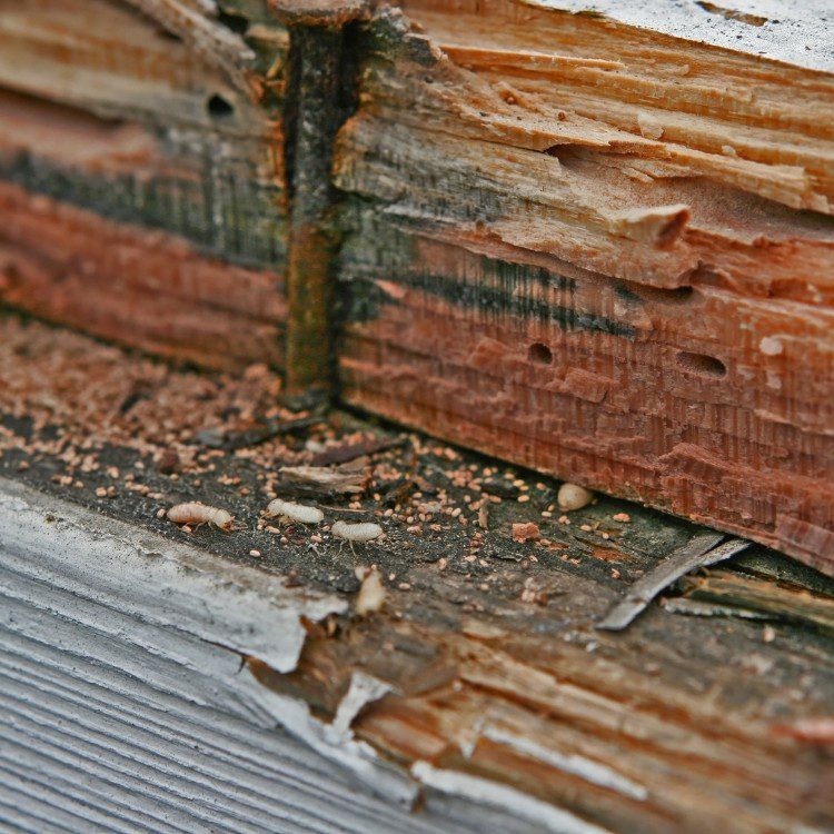 Termites