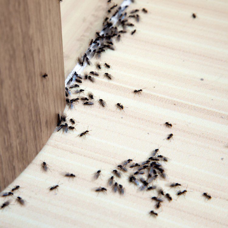 General Pests