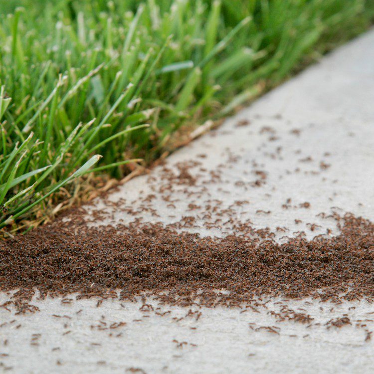 General Pests