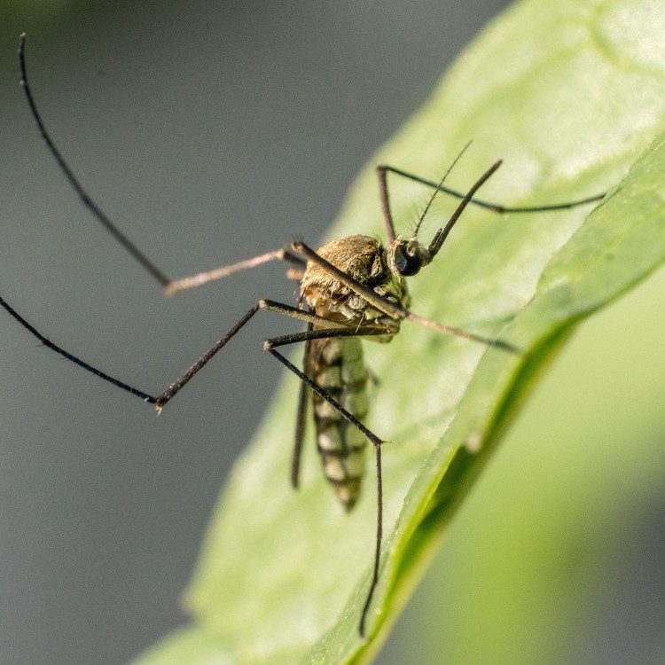 Flying Pest Control