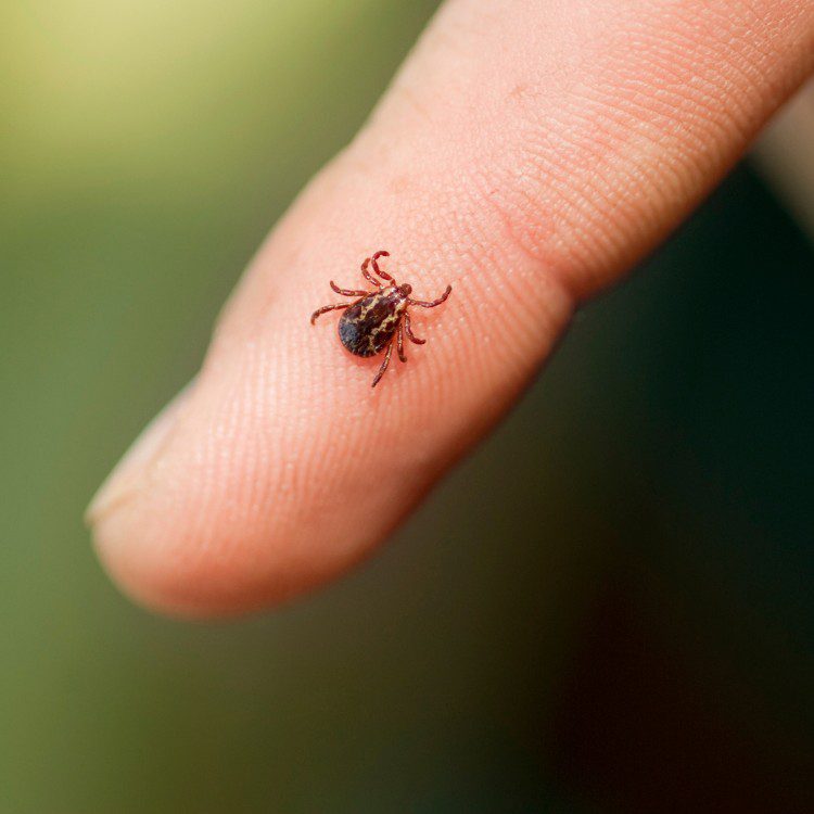 Flying Pest Control