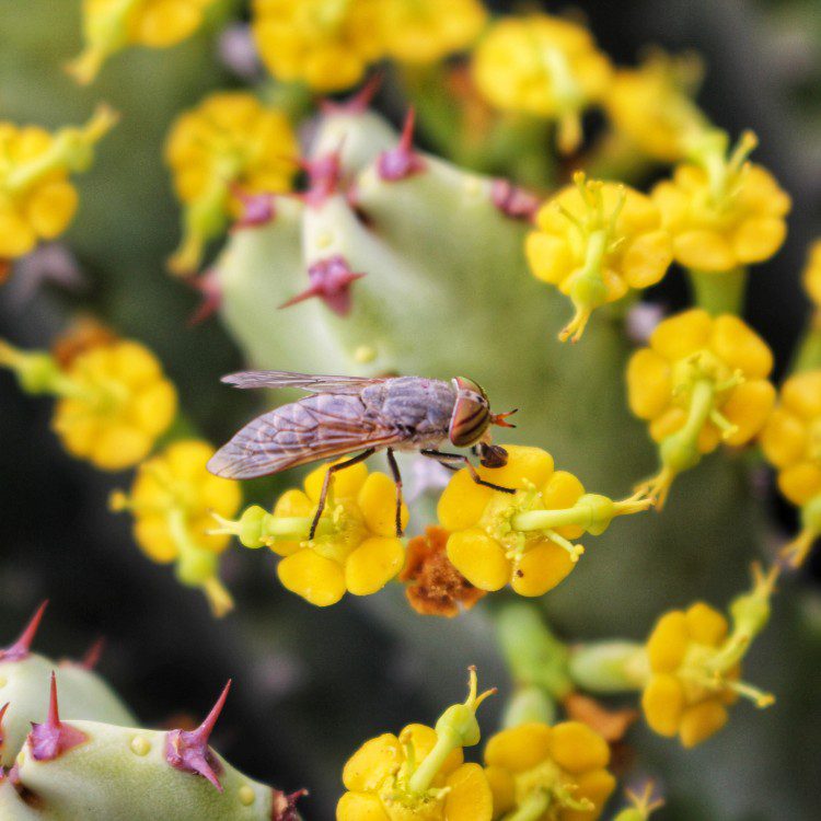 Flying Pest Control