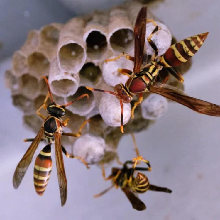 Flying Pest Control