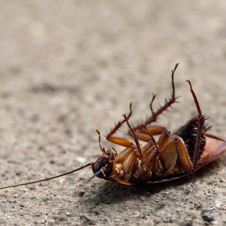 General Pests